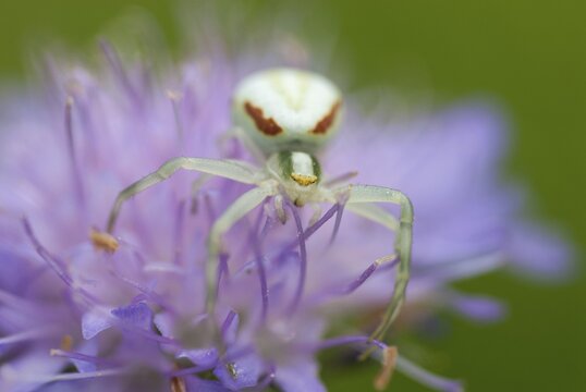 Arachnida, misumena vatia, arachnids, variable crab spider, arthropod, female, flower spider, arthropods, goldenrod crab spider, spiders, spiders, female