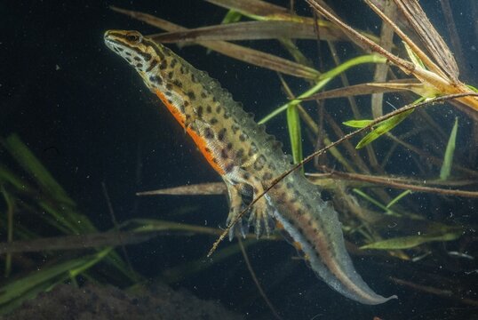 Lissotriton vulgaris meridionalis, Lissotriton vulgaris schreiberi, Schreiber's pond newt, smooth newt, pond newt spec., amphibians, caudata, amphibians, amphibians, amphibians, amphibians, amphibians, amphibians, amphibians, amphibians, amphibians, caudata, amphibians, amphibians, amphibians, amphibians, amphibians, amphibians, amphibians, amphibians, amphibians, amphibians, amphibians, amphibians, amphibians, amphibians, amphibians, amphibians, amphibians, amphibians, amphibians, amphibians, amphibians