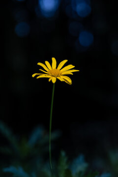 Bright yellow flower with delicate petals standing tall on a slender stem, creating a striking contrast against the dark, blurred backdrop with subtle blue bokeh highlights
