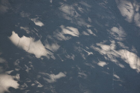 Gentle tree shadows settle on a pale surface fine details of leaf patterns and soft edges deliver a natural understated look