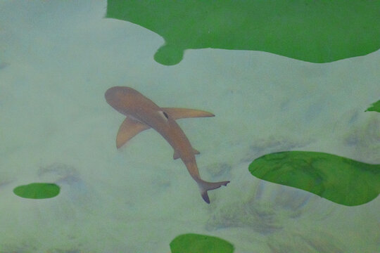 Reef shark swimming near a beach on Gaya Island, Borneo.