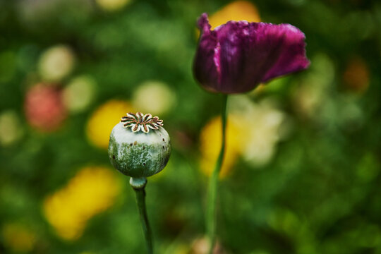 A mature green seed pod and a dark purple flower belonging to a poppy plant, opium poppy (Papaver somniferum)