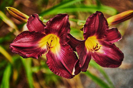 daylily (Hemerocallis), resembling dark red or purple cultivars with a bright yellow throat