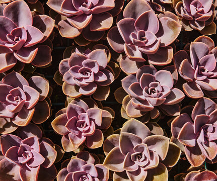 Echeveria 'Perle von N&uuml;rnberg', a popular succulent variety recognized by its powdery, pastel lavender-pink rosettes