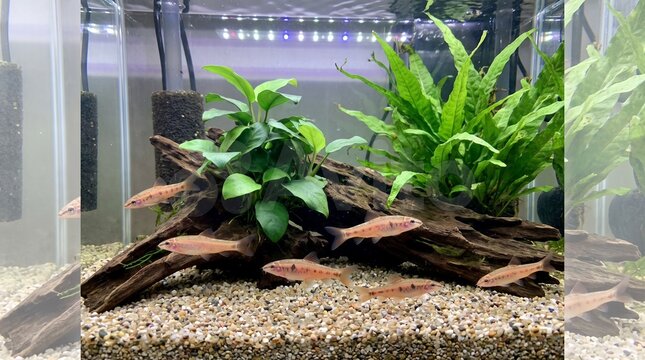 Rosy loach fish
