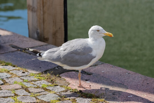 Herring Gulls (Larus argentatus) have light grey backs, white under parts and black wing tips. Legs are pink and they have heavy, slightly hooked bills with a red spot. 