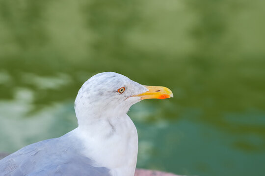 Herring Gulls (Larus argentatus) have light grey backs, white under parts and black wing tips. Legs are pink and they have heavy, slightly hooked bills with a red spot. 