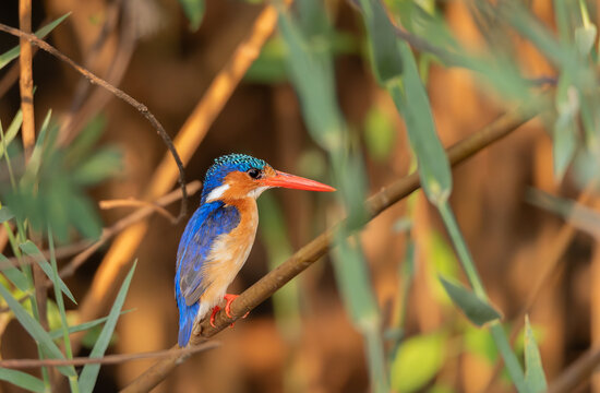 Malachite kingfisher with its beak open on a branch over the Zambezi River, Namibia, Africa