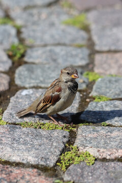 A solitary male sparrow has come to the edge of the market square in search of food. A beautiful little sparrow (Passer domesticus) on the market square paving. Empty space for text.