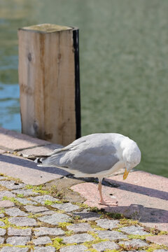 Herring Gulls (Larus argentatus) have light grey backs, white under parts and black wing tips. Legs are pink and they have heavy, slightly hooked bills with a red spot. 