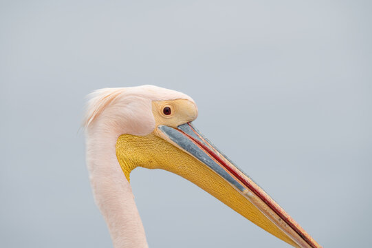 A Great white pelican in Walvis Bay, Namibia, Africa
