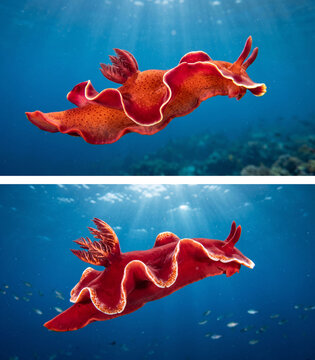 Vibrant Spanish Dancer Nudibranch Swimming Through Deep Ocean Waters Symbolizing Exotic Marine Wildlife Grace and Rare Underwater Beauty