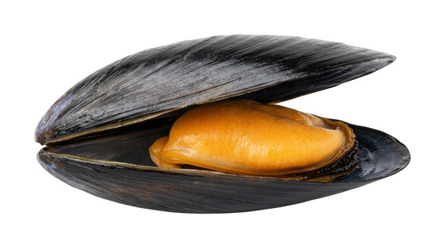 Fresh raw mussel in shell isolated on transparent background