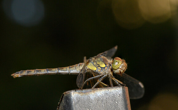 Close-up macro photograph of a detailed dragonfly showcasing intricate wing venation, patterned compound eyes, and chitin texture while resting on a dark metal post against a soft blurred nature