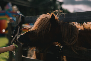 Child feeding shaggy miniature pony through wooden fence, close view of long mane and muzzle in warm outdoor light at a small animal enclosure © Riga Frames