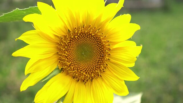 Sunflower crop concept related to sunflower seeds and vegetable oil production