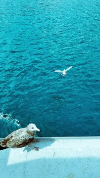 伊根の舟屋の周りを飛び回るカモメ