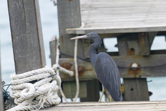 Pacific Reef Heron, in Gaya Island, Borneo.