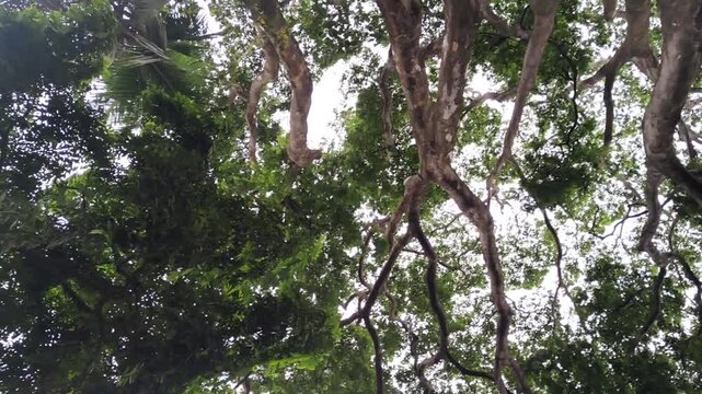 A low angle view of tree canopies with lush green leaves swaying gently in the breeze, creating a tranquil and natural backdrop with subtle movement footage.