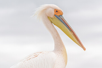 Portrait rapproché d'un pélican blanc sur fond clair © William