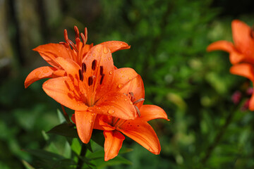 Orange lily flower blooms against green foliage in a summer garden. Vivid flowering represents ornamental horticulture, seasonal bloom and garden decoration. © Natallia