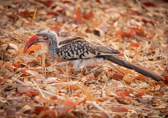 Southern red billed hornbill, in the Moremi Game Reserve, Botswana, Africa © dvlcom