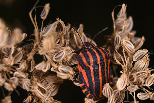 Portrait of italian striped bug (Graphosoma italicum)	