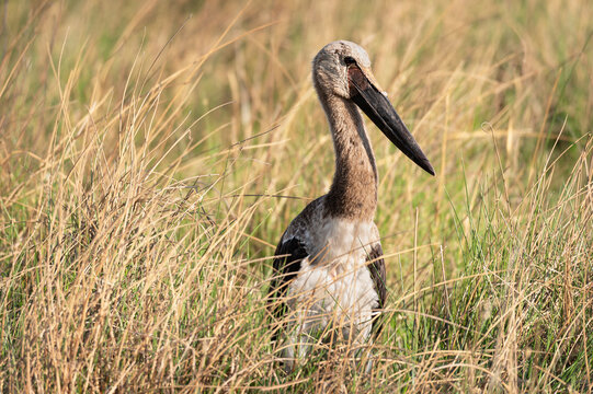 Juvenile Saddle Billed Stork in the Moremi Game Reserve, Botswana, Africa