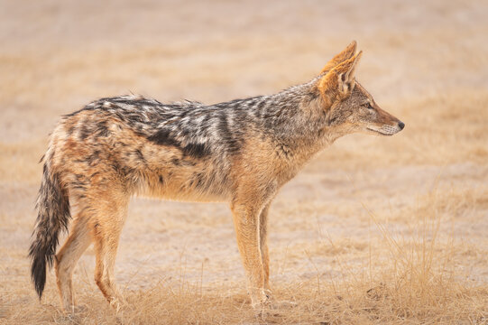 A Jackal walking in Etosha National Park, Namibia, Africa