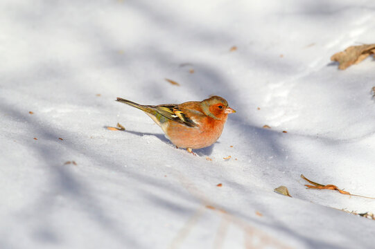 Common Chaffinch (Fringilla coelebs) male standing on pristine white snow in sunlight.