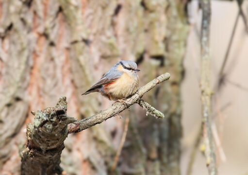 Eurasian Nuthatch (Sitta europaea) sitting fluffed up on a mossy branch against a tree trunk background.