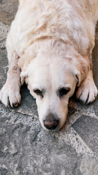 A rustic outdoor pathway paved with irregular natural stones features a content white and golden retriever dog lying down comfortably.