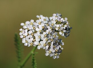 Common yarrow (Achillea millefolium) wild medicinal plant blooming in a meadow © Rita Puteikytė