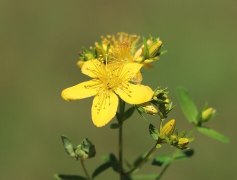 St. John's wort (Hypericum perforatum) herbaceous medicinal herb