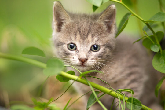 A close-up portrait of a small gray kitten amidst green leaves and grass; the kitten with large, sad eyes