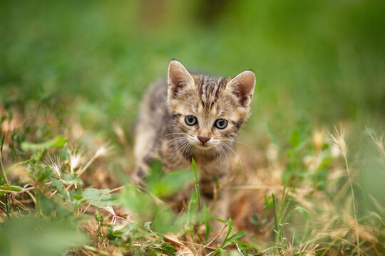 A portrait of a small striped kitten in the grass; the kitten is looking at and walking straight toward the camera., adorable animal outdoors