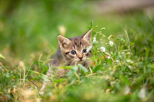 A small tabby kitten in green grass careful exploring summer garden, adorable animal outdoors, pet concept