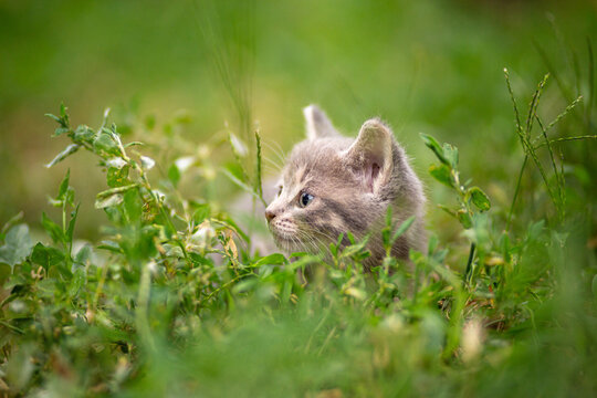 A small gray kitten in green grass careful exploring summer garden, adorable animal outdoors, pet concept