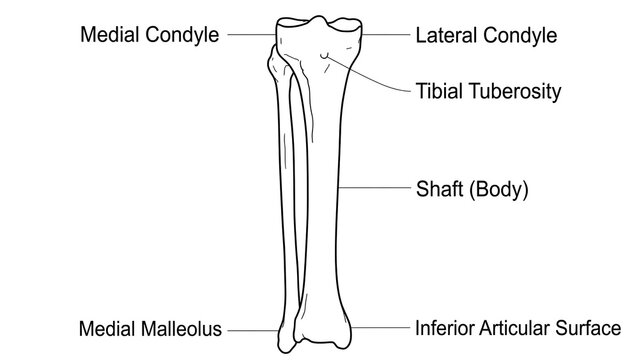 Human Tibia Bone Anatomy white background.