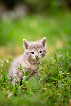 A portrait of a small curious gray kitten looking in camera, kitty exploring summer garden