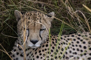 cheetah laying in grass, Kenya, Africa © Danielle