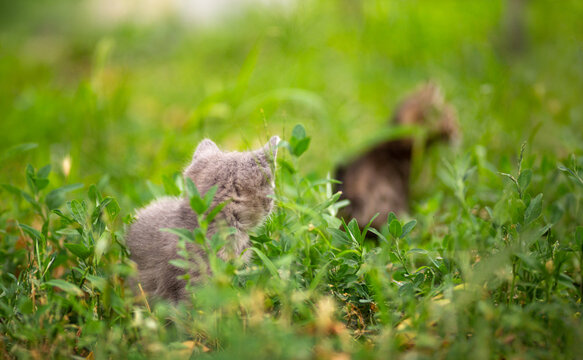 Two cute little kittens sitting together in green grass, back to the camera, pets outdoors