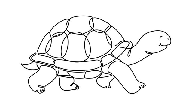 Turtle walking on white background.