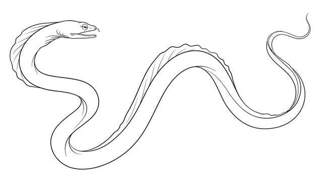 Snake on white background.