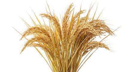 Fototapeta premium Bunch of ripe golden rice stalks isolated on a white background