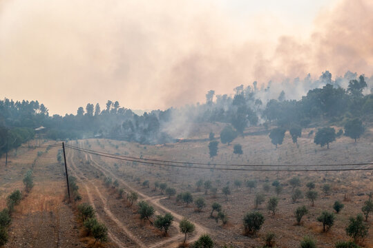 Inc&ecirc;ndio florestal a avan&ccedil;ar sobre uma encosta agr&iacute;cola e florestal, coberta por densa nuvem de fuma&ccedil;a