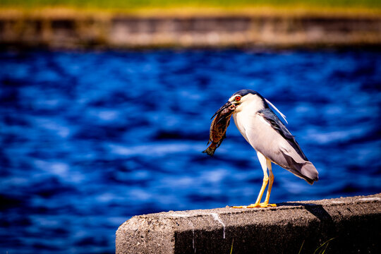 Black crowned night heron carries a fish beside blue water
