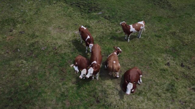 Alpine cattle grazing on green mountain pasture: sustainable agriculture and traditional farming in Hohe Tauern, Austria