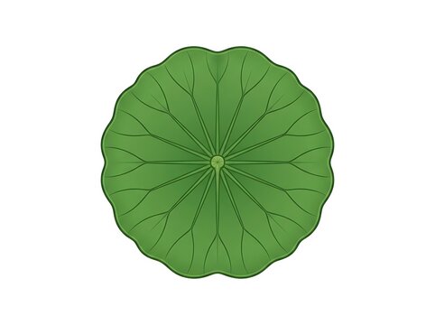 Green wavy leaf top view