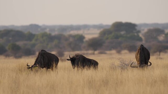 Blue wildebeest (Connochaetes taurinus)) in typical Nama Karoo-Kalahari transition zone habitat near Kimberley, Northern Cape, South Africa. 4K footage of a common wildebeest in its natural habitat.